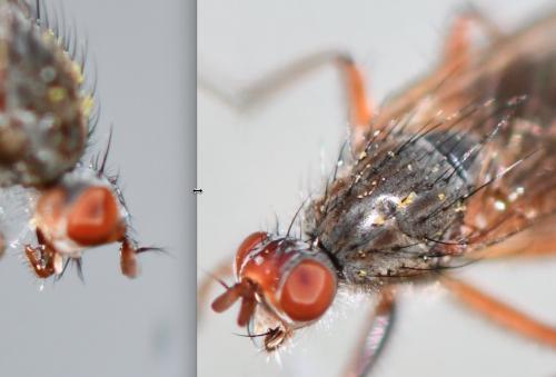 Réf. 252 873 : Scathophaga lutaria